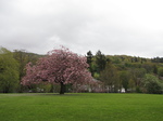 SX22271 Blossom on tree.jpg